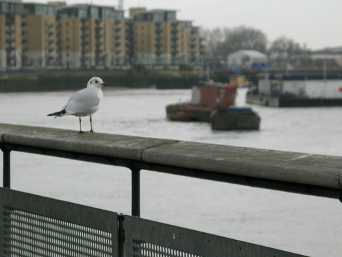 Bird overlooking the Thames