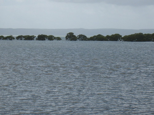 Mangrove island IMG_5066