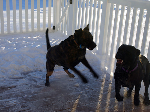 snowblower, dogs