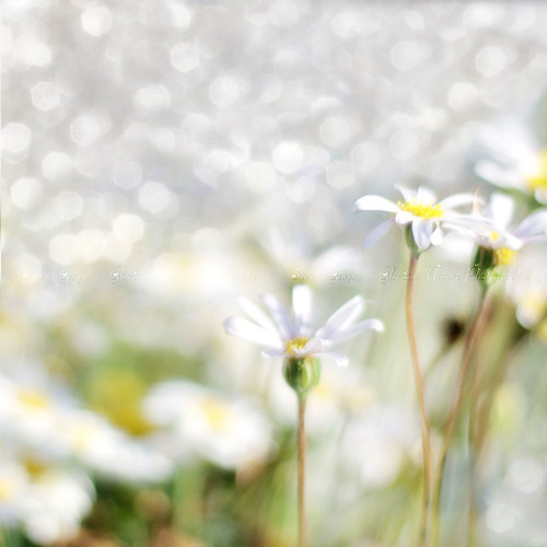 Sunny Winter White Flowers n Bokeh by SusanGary*GloriousNature*.