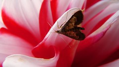 Moth in hiding