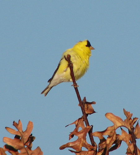 American Goldfinch Fluff-up
