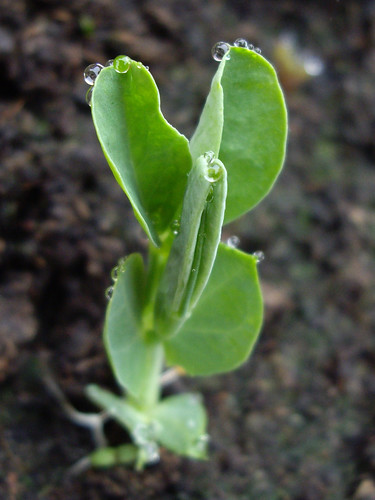 Raindrops on my tiny pea shoots