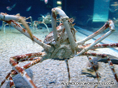 Close-up of the crab
