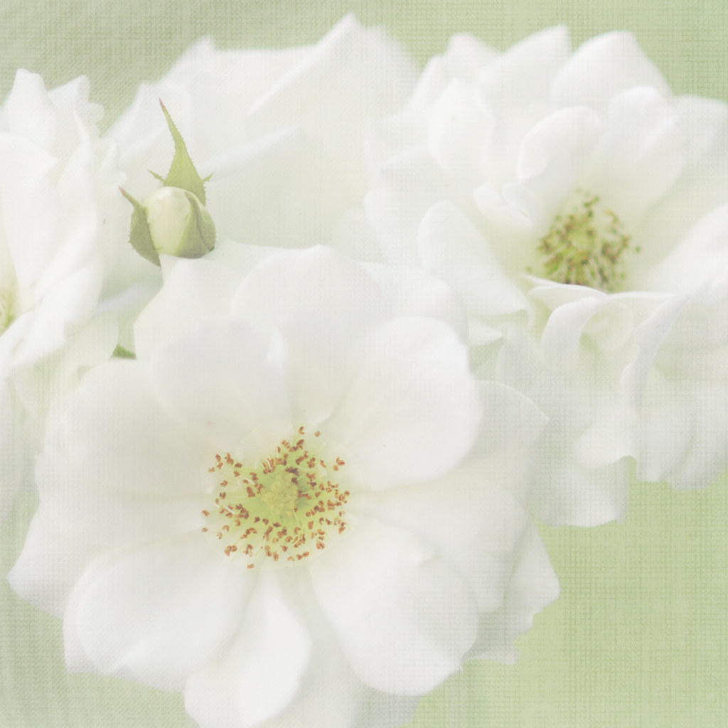 White Roses on Linen