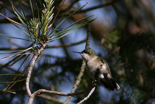 Hummingbird in tree_8676