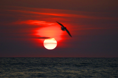 killbyte님이 촬영한 sunset bird.