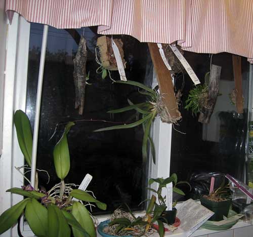 windoworchids