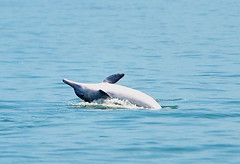 中華白海豚。圖片來源：munch