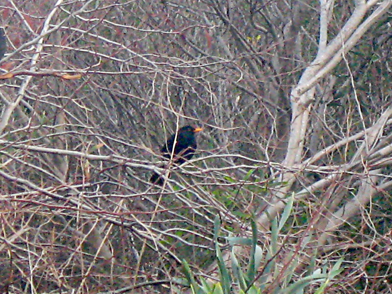 7-2-2009-find-the-blackbird2