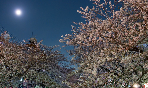 Sakura in Naka Meguro 14