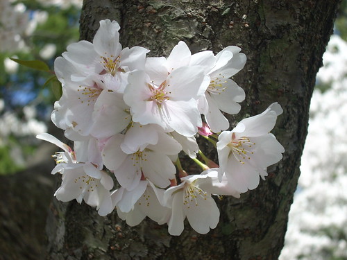 Yoshino Cherry Blossom