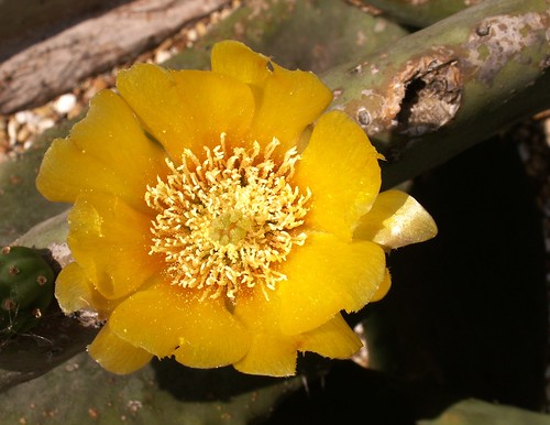 Prickly Pear Flower 3