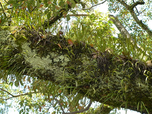 Epiphyten auf einem Baumstamm