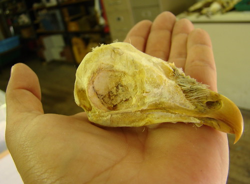 barn owl skull