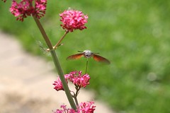 Kolibrievlinder (ii)
