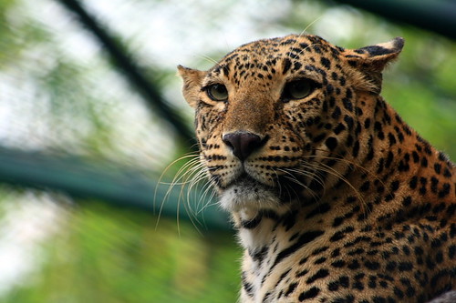 Jaguar :The wild cat by AgniMax 