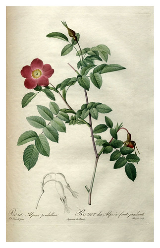 006-Les roses 1817-1824- Pierre-Joseph Redouté