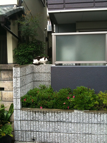 Today's Cat@2010-05-22