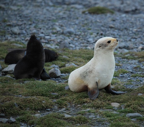 Leucistic Antarctic Fur Seal