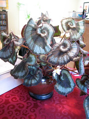 escargot begonia