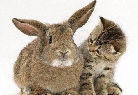 bunny and kitten. The kitten and rabbit look like best buds don't they?