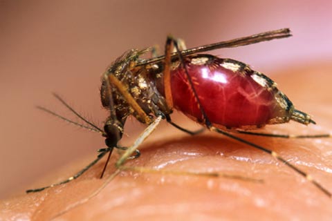 El Dengue y todo lo que hay que saber sobre l.