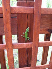 Lizard on the deck
