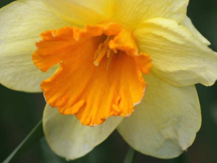 04-16-daffodils2