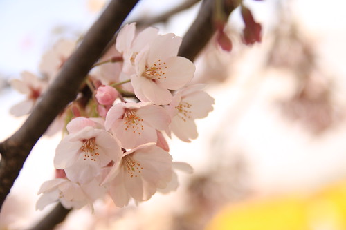 Cherry blossom and yellow -Satte no sakura 05-