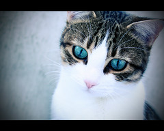 chat aux yeux bleu