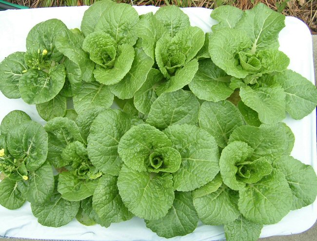 Minuet Chinese Cabbage