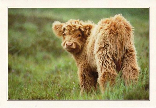 Scotland Cows