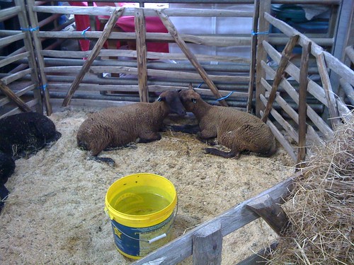 Shetland Sheep