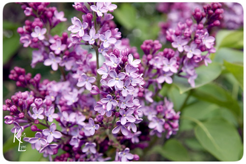 Day 116 - My Lilacs