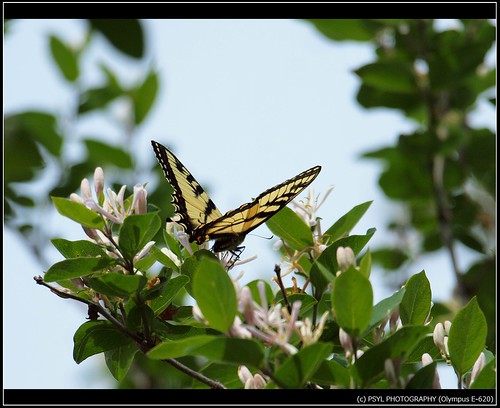 Eastern Tiger Swallowtail (Papilio glaucus) 2