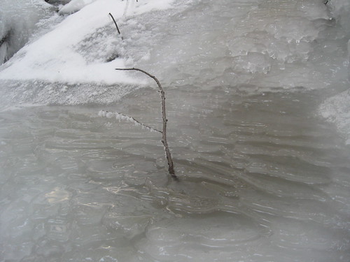 Twig in Ice