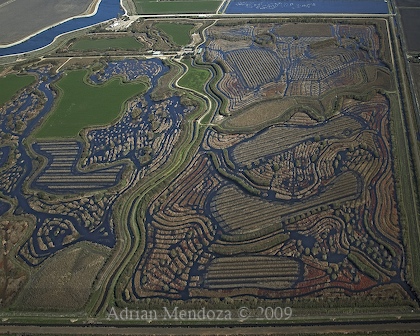 "Aerial Photo" "California Delta" wetlands "Delta Patterns"