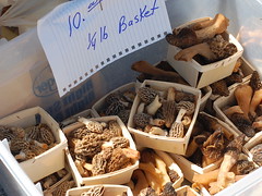 Morels for sale at the Mountain Mushroom Festival in Irvine, Kentucky