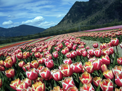 40 Acres of Tulips