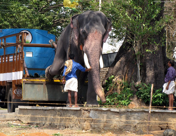 thrissur pooram - Elephants arrive at the Pooram ground