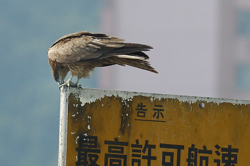 20090509_DSC_0006 (by isaac_chan)