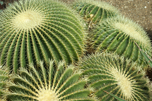 Kew-Gardens---cactus