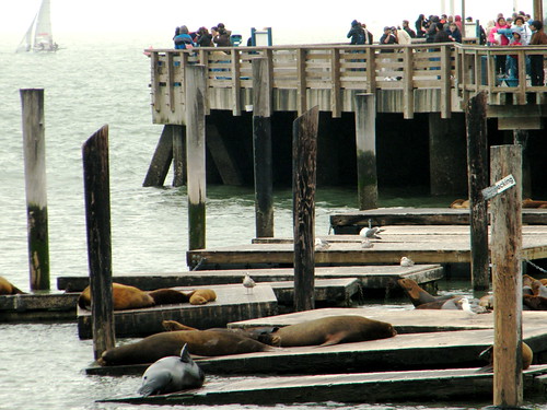 San Francisco - Sea lions
