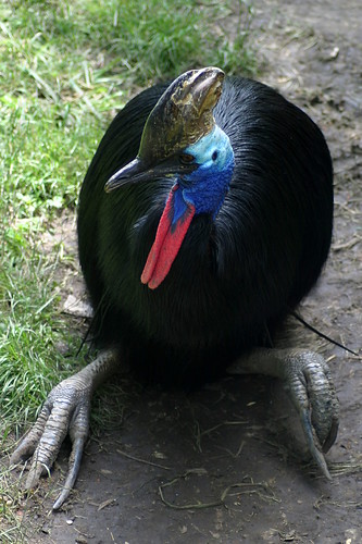 Cassowary by chimothy27, on Flickr
