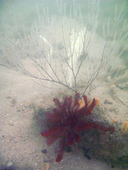 Black coral and crinoid