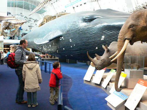 heatheronhertravels님이 촬영한 Mammals Gallery at the Natural History Museum, London.