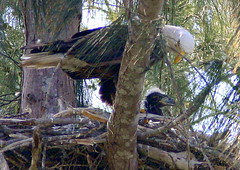 Eagle with chick