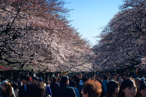 El pasillo de cerezos de Ueno. Sakura (2)