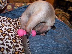 Pua gets a new toy